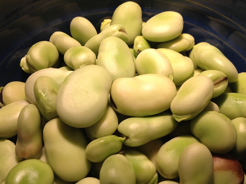 Broad Beans